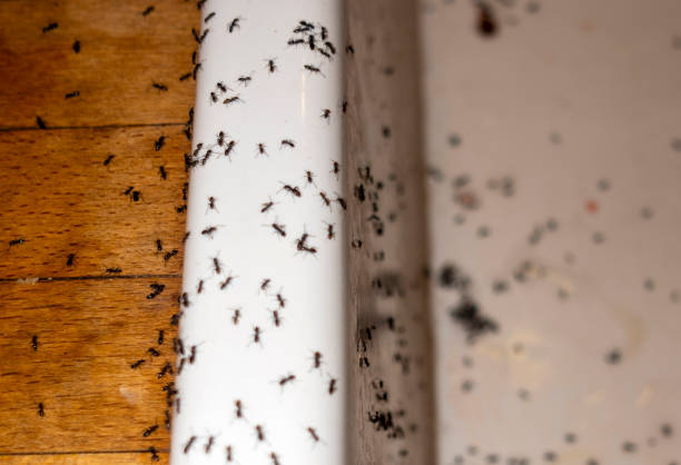 Professional Pest Control in Grant Valkaria, FL